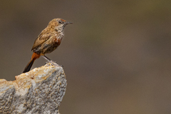 Euryptila subcinnamomea