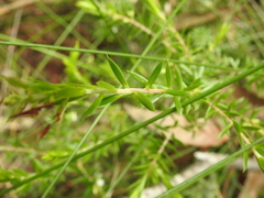 Styphelia leptospermoides