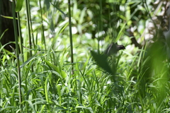 Emberiza spodocephala