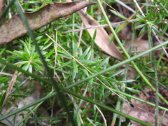 Styphelia leptospermoides