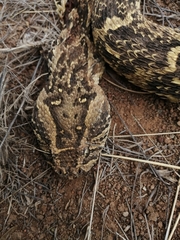 Bitis arietans