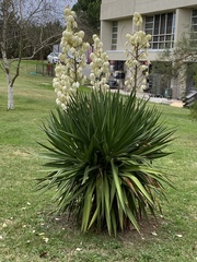 Yucca gloriosa