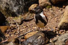 Serinus alario