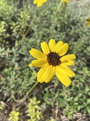 Encelia