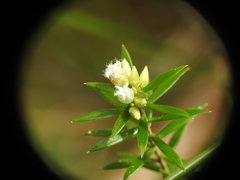 Styphelia leptospermoides