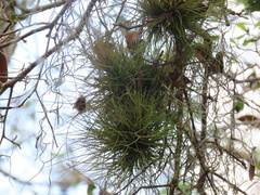 Tillandsia setacea