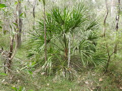 Livistona decora