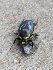 Chlorobapta frontalis