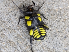 Chlorobapta frontalis