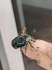 Chlorobapta frontalis