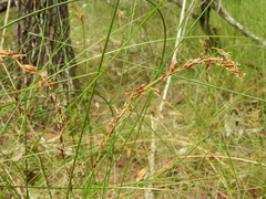 Schoenus brevifolius