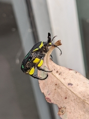 Chlorobapta frontalis