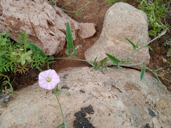 Convolvulus remotus