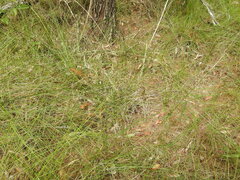 Schoenus brevifolius