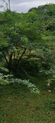 Danaus chrysippus