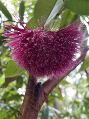 Syzygium wilsonii