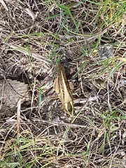 Eyprepocnemis plorans