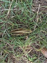 Eyprepocnemis plorans