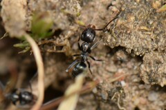 Iridomyrmex