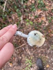 Stropharia caerulea