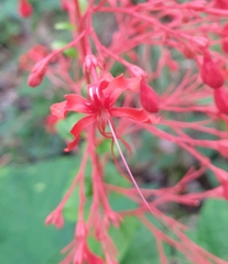 Clerodendrum