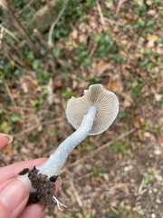 Stropharia caerulea