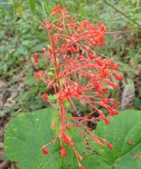 Clerodendrum