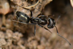 Iridomyrmex