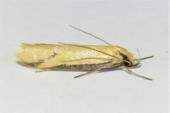 Philobota protecta