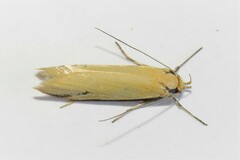 Philobota protecta