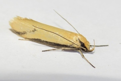 Philobota protecta