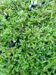 Brachythecium rutabulum