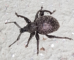 Otiorhynchus armadillo