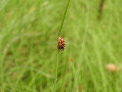 Chorizandra cymbaria