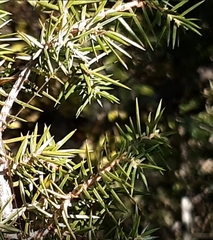 Juniperus deltoides