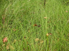 Chorizandra cymbaria