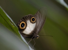 Taenaris macrops
