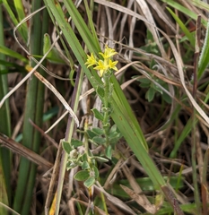 Pimelea curviflora