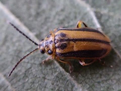 Xanthogaleruca luteola