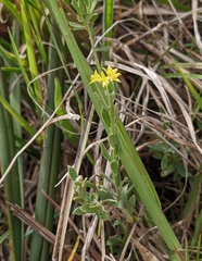 Pimelea curviflora