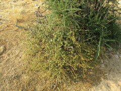 Leptostemonum