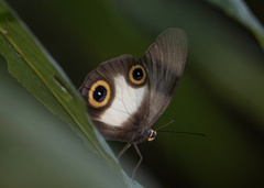Taenaris macrops