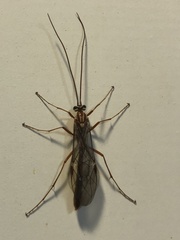 Ophion obscuratus