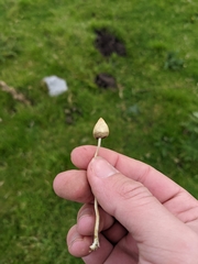 Psilocybe semilanceata