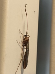 Ophion obscuratus