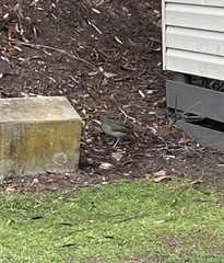 Ptilonorhynchus violaceus