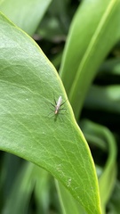 Neriidae