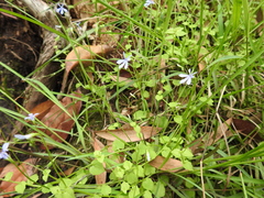 Lobelia quadrangularis