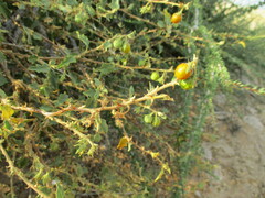 Leptostemonum
