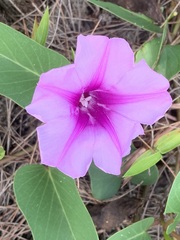 Ipomoea pes-caprae